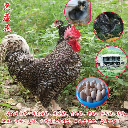 广州芦花鸡苗 黑芦花鸡苗批发 大小种都有孵化场直销常年供应