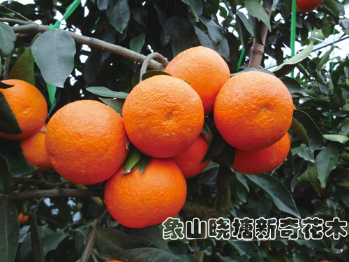 象山县爱媛28号柑桔苗  脱毒红美人柑橘苗，老行家，第一手种植