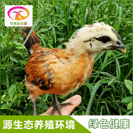隆回县土鸡苗 
