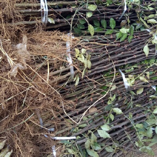 平邑县大红袍花椒苗  无刺花椒苗