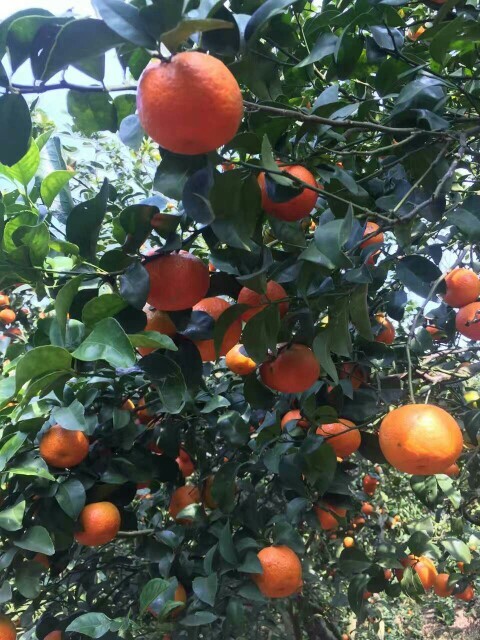 柑桔  欢迎来产地考察