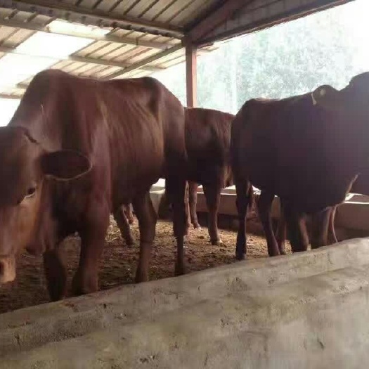 嘉祥县肉牛 200-300斤 统货 