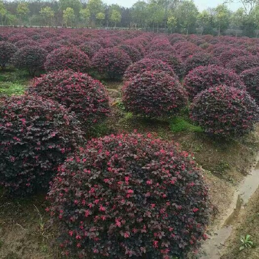 浏阳市黑珍珠红继木