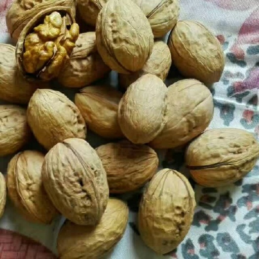 泰安香玲核桃苗