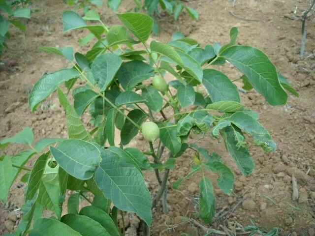 泰安香玲核桃苗