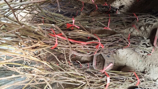 红阳猕猴桃苗 嫁接苗 