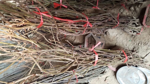 红阳猕猴桃苗 嫁接苗 