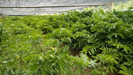 容县鸡心黄皮苗 