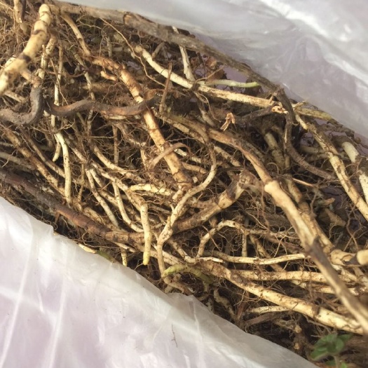 亳州中药材薄荷 鲜 