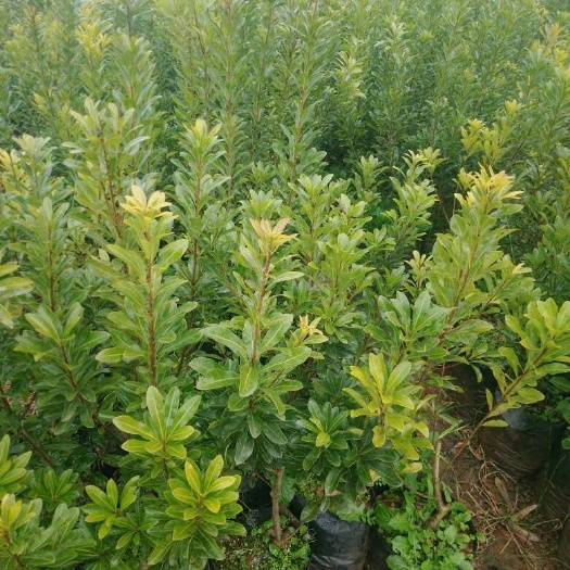 安宁市荸荠种苗