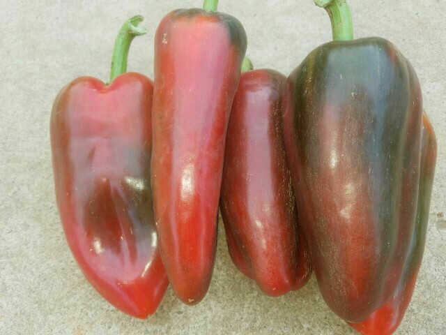 玉溪甜椒 5~10cm 红色 甜辣 