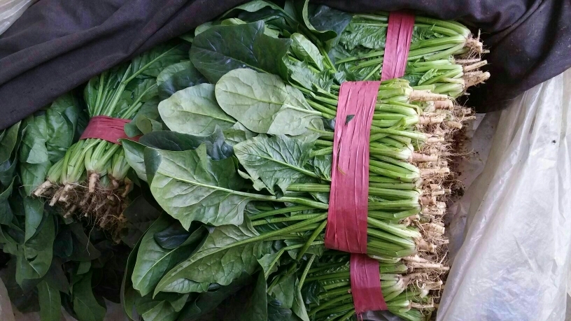 邯郸黑叶菠菜  本地长年供应各种蔬菜