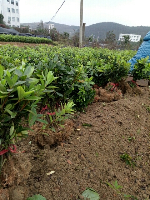 郴州毛鹃 2.5~3米 