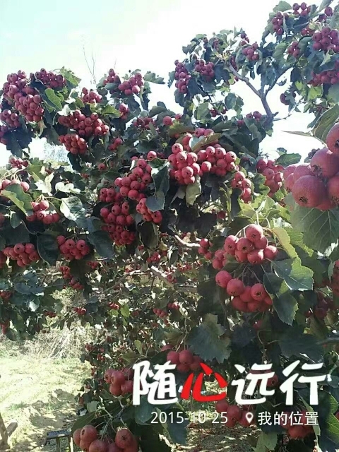 莒南县大金星山楂 二级