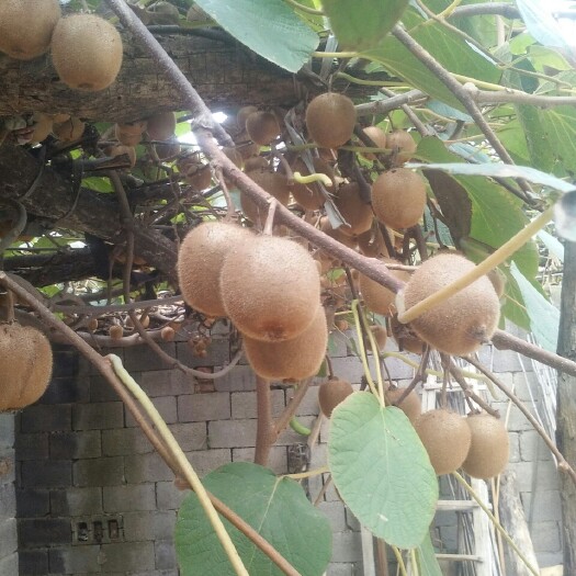沂南县绿心猕猴桃苗 嫁接苗 
