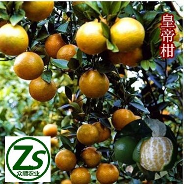 容县皇帝柑苗 嫁接苗 0.5~1米