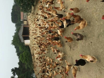 华容县绿壳鸡蛋 箱装 食用