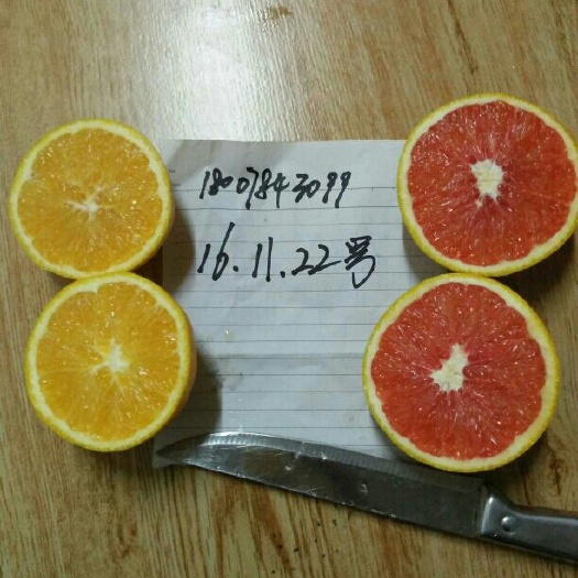 富川县红肉脐橙苗 中国人最喜欢的橙子，红红火火