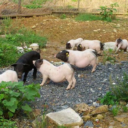 温岭市纯种巴马香猪肉整头