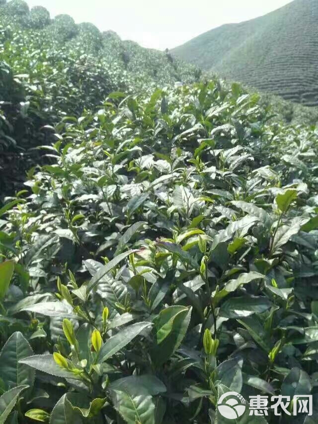 信阳毛尖 雨前大芽叶，批发零售 量大从优 长年有货供应