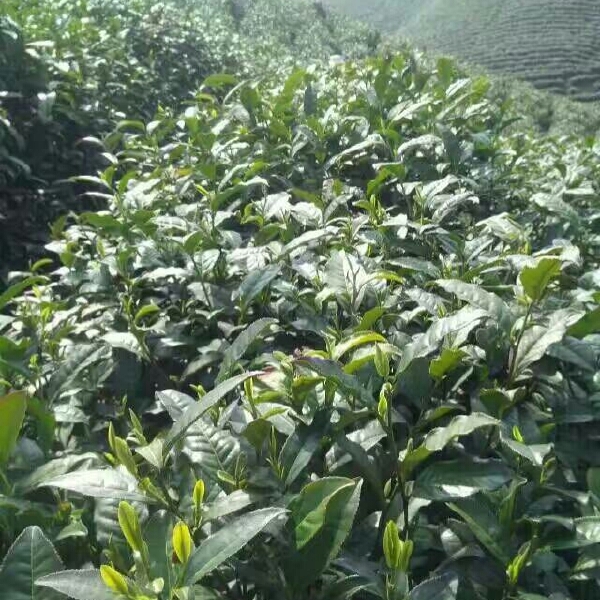 信阳毛尖 雨前大芽叶，批发零售 量大从优 长年有货供应