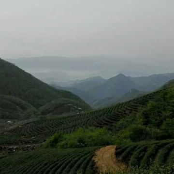 信阳毛尖 雨前大芽叶，批发零售 量大从优 长年有货供应