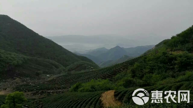 信阳毛尖 雨前大芽叶，批发零售 量大从优 长年有货供应