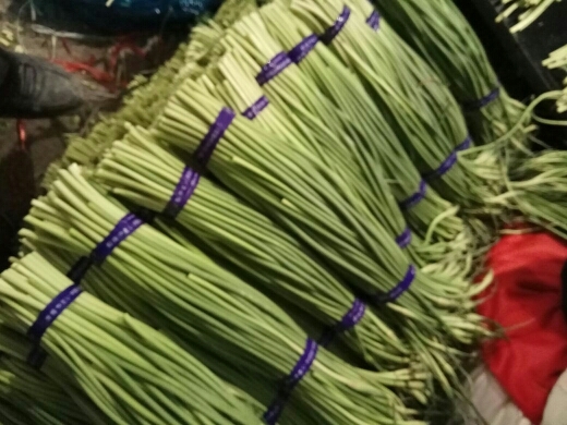 金乡县红帽蒜苔  金乡优质蒜苔大量供应，产地直销一吨起批随到随装