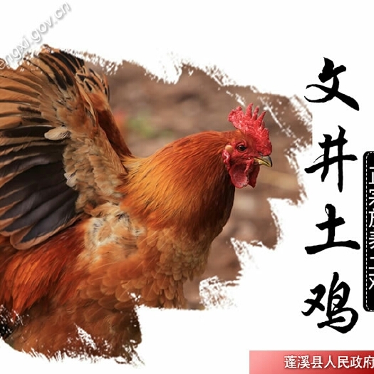 巢湖土鸡 统货
