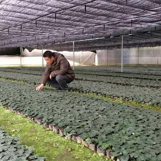 桂林罗汉果苗