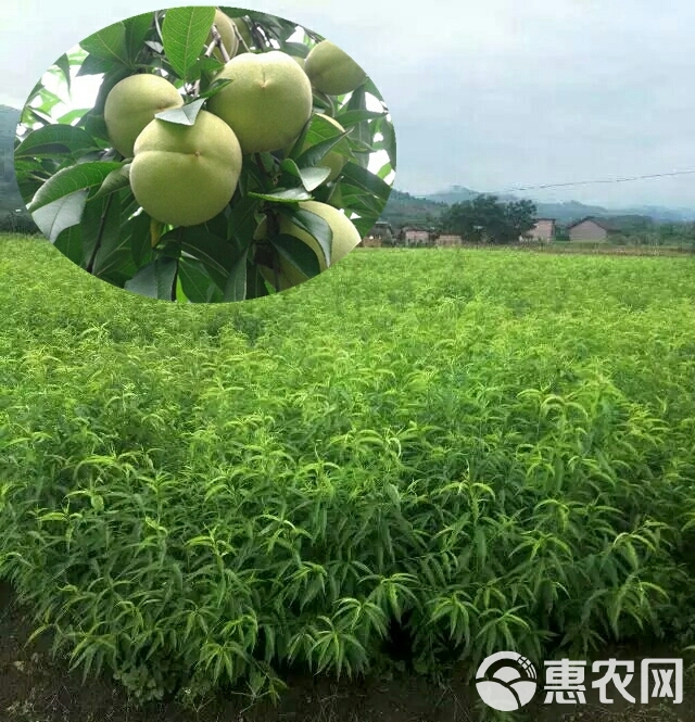 菁香桃一一湖南省林木良种