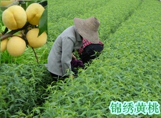 衡阳锦绣黄桃苗 1~1.5米 