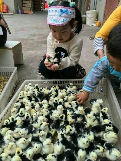德阳贵妃鸡苗 