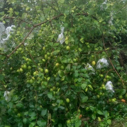 玉林青枣苗 大青枣 种植当年挂果，产量高 广西玉林