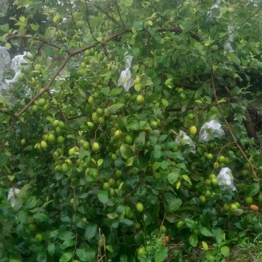 青枣苗 大青枣 种植当年挂果，产量高 广西玉林