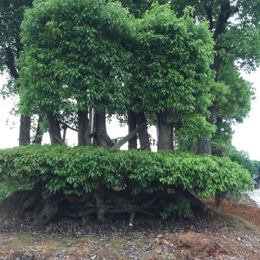 株洲大叶樟
