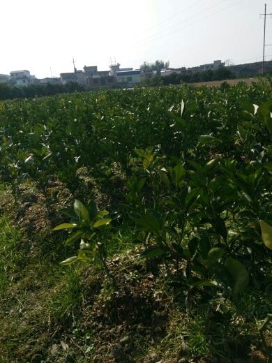 新宁县脐橙树苗 嫁接苗 50公分以上