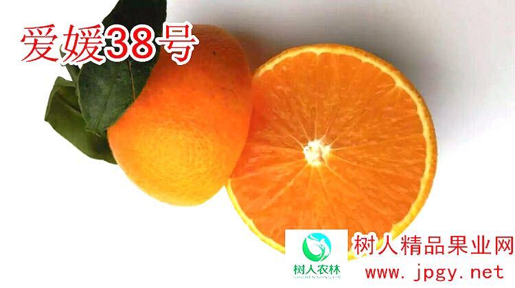 常德爱媛38号柑桔苗 嫁接苗 0.5~1米