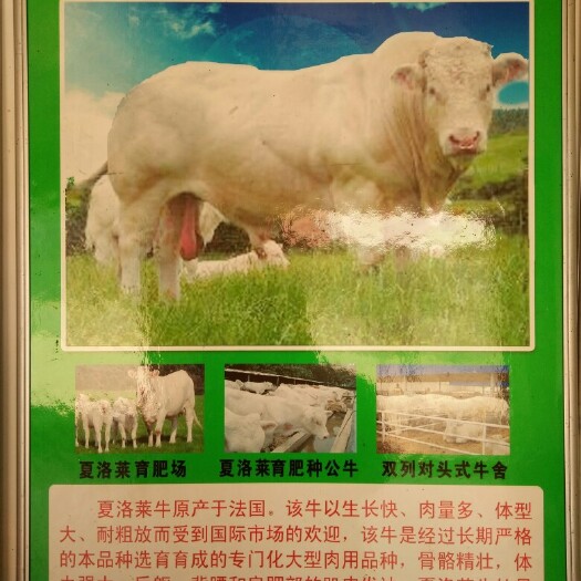嘉祥县夏洛莱牛 200-300斤 统货 
