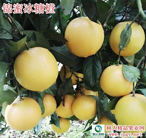 常德锦蜜冰糖橙苗 嫁接苗 1~1.5米