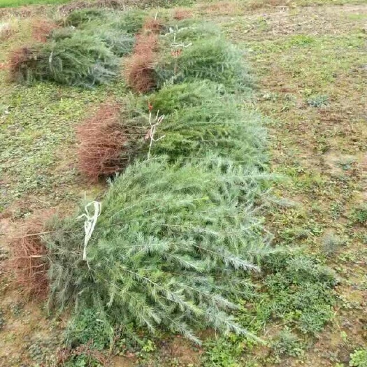 汝南县籽播雪松