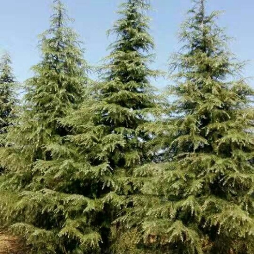 汝南县喜马拉雅雪松