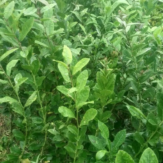 香水柠檬苗 有籽无籽 高产 适应广 广西玉林