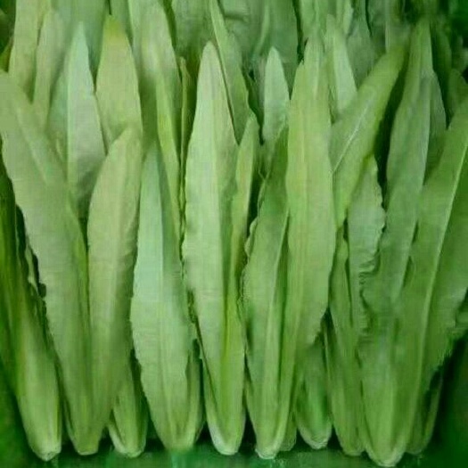 邯鄲美冠油麥菜 20~25cm以上 