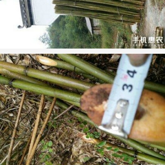 苦竹  头.直径2-3公分，你要我就有，没有现货，只支持预定！