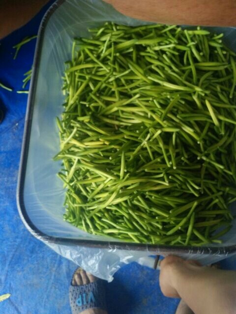 聊城四月花黄花菜 袋装 一级