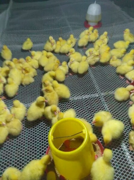 南阳皖西白鹅鹅苗 