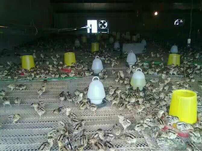 南阳土鸡苗  柴鸡苗批发