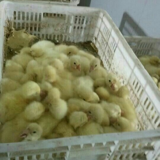 南阳皖杂鹅苗 