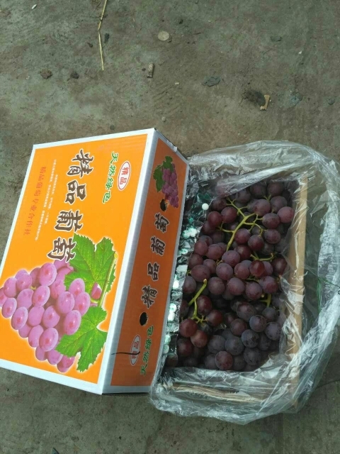 晋州市巨峰葡萄 5%以下 2次果 0.8-1斤